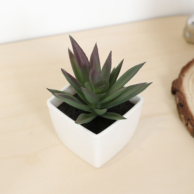 Echeveria Succulent - Мини-искусственная суккулентная сказочная чашка, маленькое растение