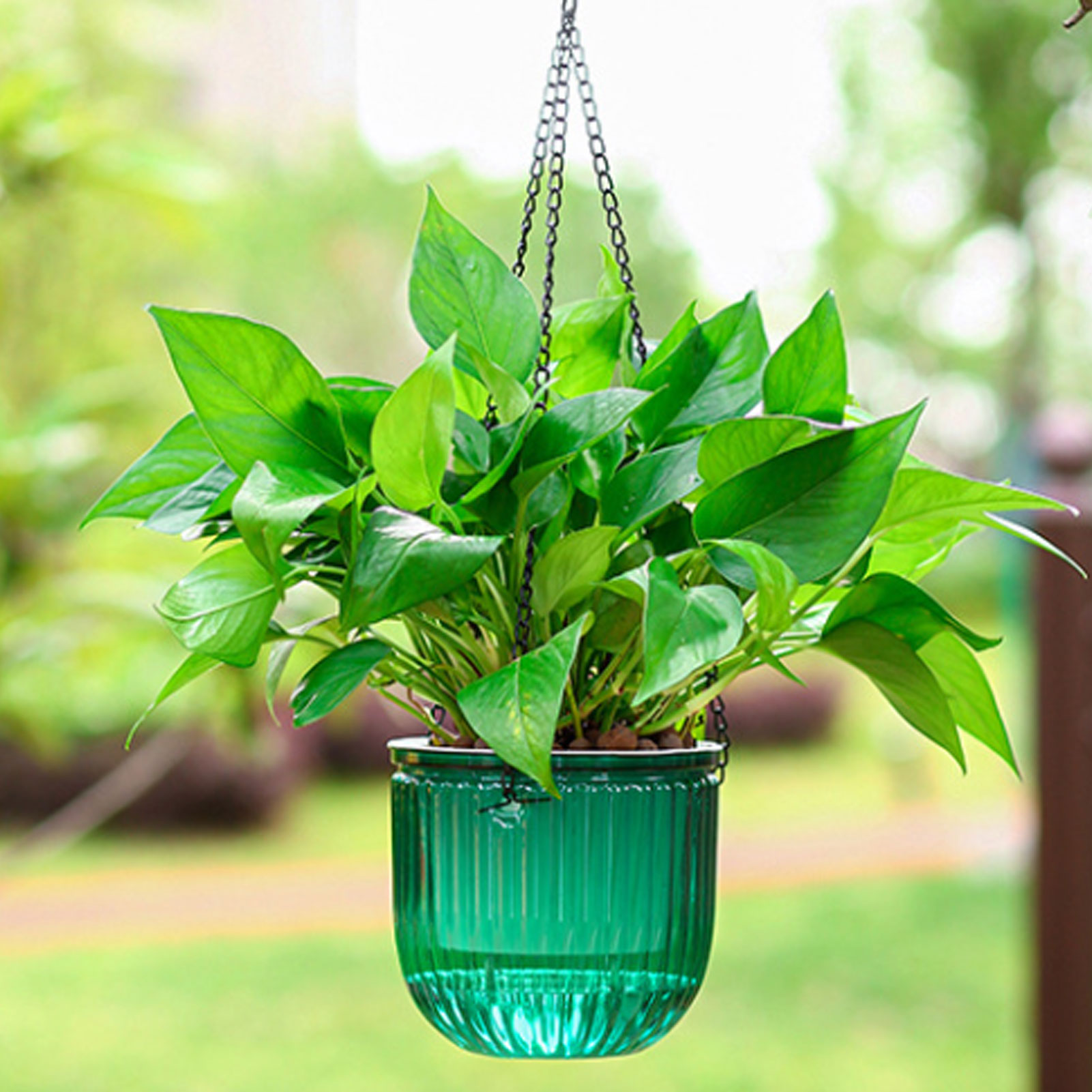 Автоматические самополивающиес – обзор и цена Spider Plant Hanging