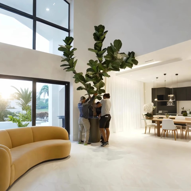 Искусственные растения Комнатн – обзор и цена Ficus Lyrata Tree