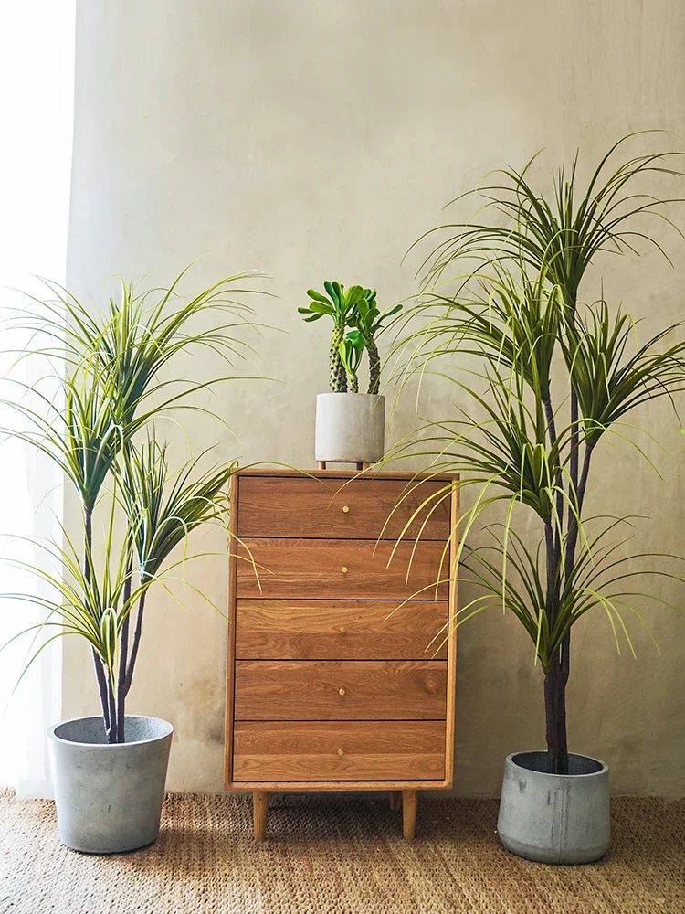 Имитация растений Dracaena Mar – обзор и цена Dracaena Marginata