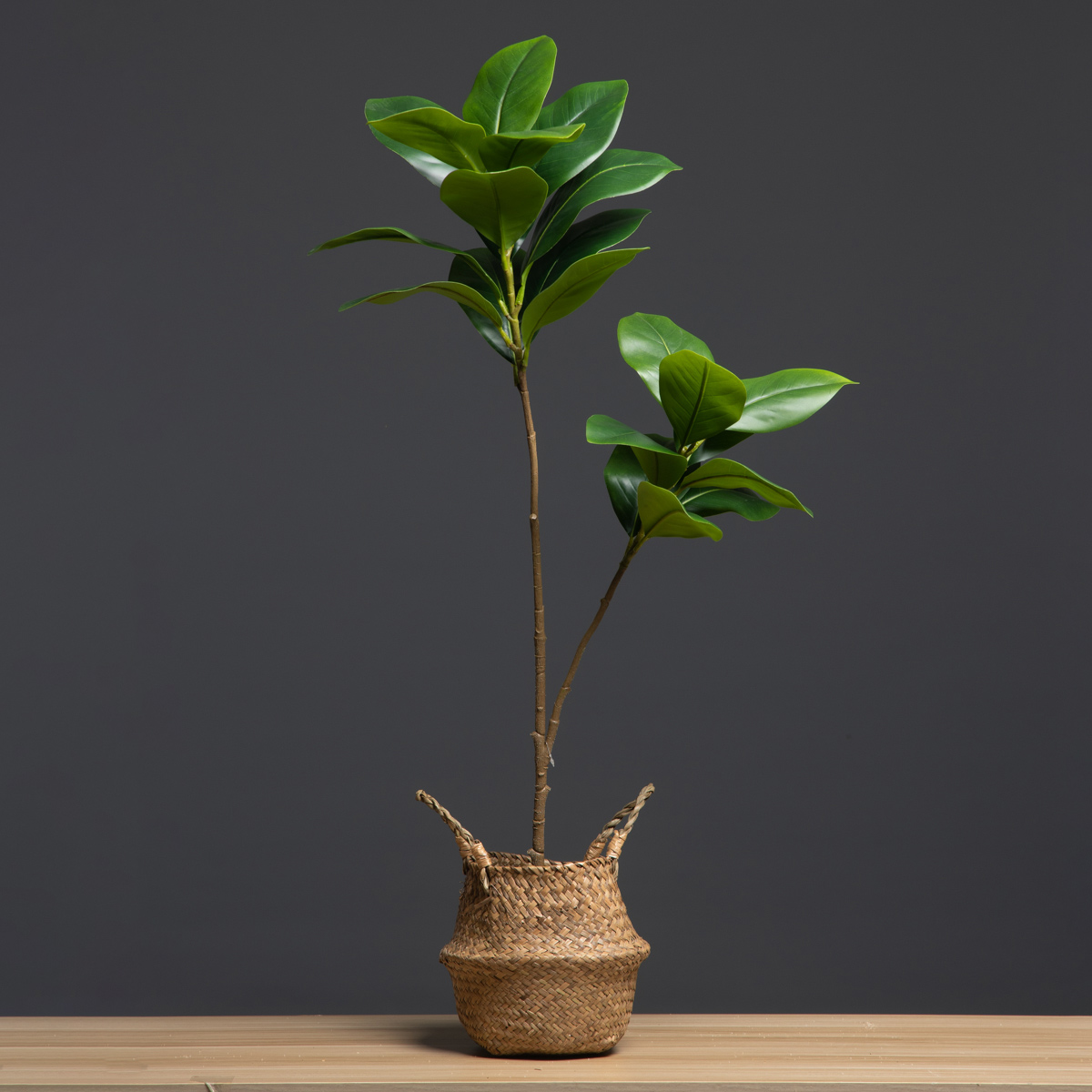 105 см 2 вилки, большие искусс – обзор и цена Dracaena Marginata