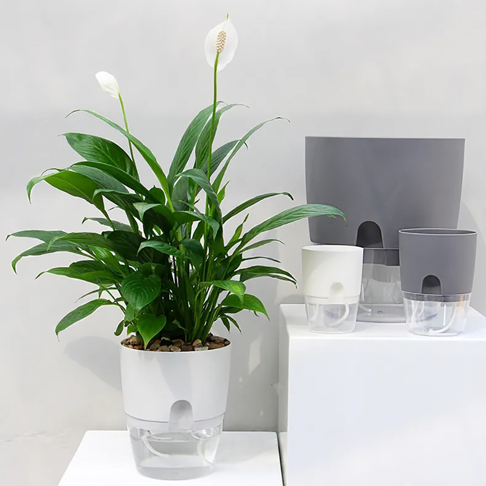 Прозрачный двухслойный пластик – обзор и цена Aloe Vera Pot