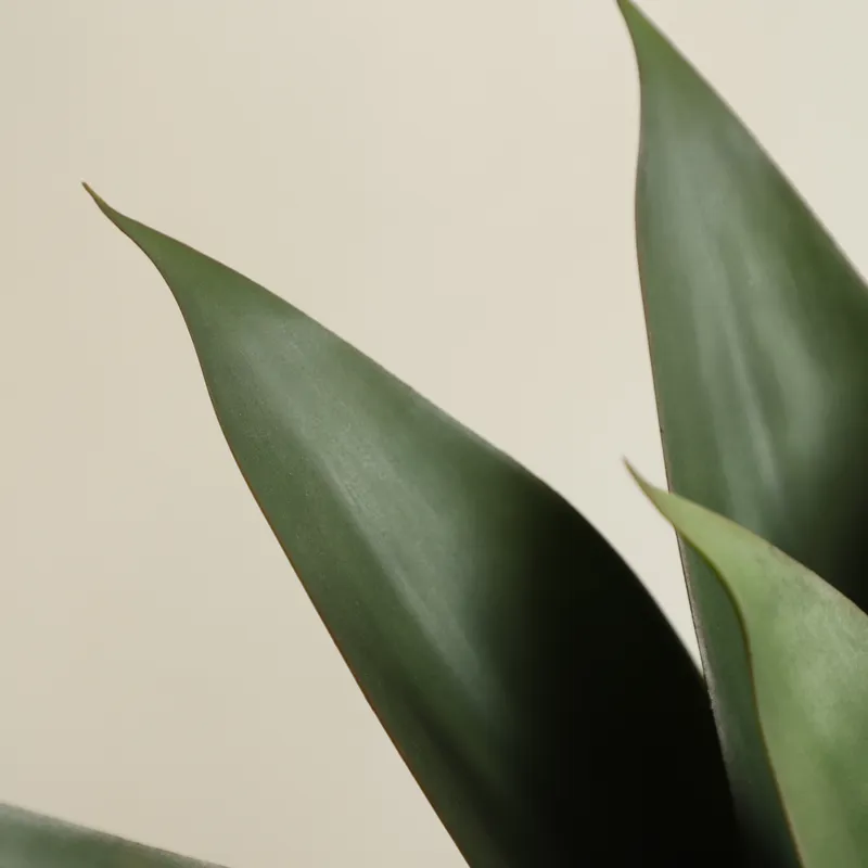 Искусственное растение алоэ ве – обзор и цена Aloe Vera Pot